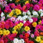 Mix Portulaca Grandiflora Moss Rose Flower Seeds 100 Seeds