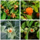 Ashwagandha 200 Seeds