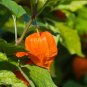 Ashwagandha 200 Seeds