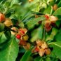 Ashwagandha 200 Seeds
