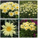 Leucanthemum superba Banana Cream Shasta Daisy Flower  200 Seeds