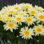 Leucanthemum superba Banana Cream Shasta Daisy Flower 200 Seeds