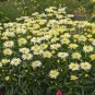 Leucanthemum superba Banana Cream Shasta Daisy Flower 200 Seeds