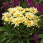 Leucanthemum superba Banana Cream Shasta Daisy Flower 200 Seeds