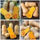 Heirloom Light Yellow Long Sweet Cream Pumpkin Vegetable Organic  12 Seeds
