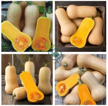 Heirloom Light Yellow Long Sweet Cream Pumpkin Vegetable Organic  12 Seeds