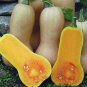 Heirloom Light Yellow Long Sweet Cream Pumpkin Vegetable Organic  12 Seeds