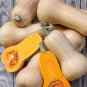 Heirloom Light Yellow Long Sweet Cream Pumpkin Vegetable Organic 12 Seeds