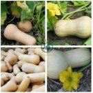 Heirloom Waltham Butternut White Winter Squash Organic 20 Seeds