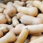 Heirloom Waltham Butternut White Winter Squash Organic 20 Seeds