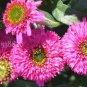 Imported 'Piccolino Bear' Echinacea 200 Seeds