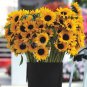 Cut Flower Sunflower Seeds Helianthus Annuus 30 Seeds