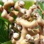 Rare Japanese Raisin Tree   200 Seeds