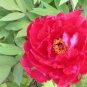 Fire Red Chinese Peony Flower 10 Seeds