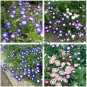 Convolvulus Tricolor Dwarf Morning Glory  60 Seeds