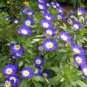 Convolvulus Tricolor Dwarf Morning Glory  60 Seeds