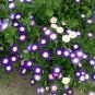 Convolvulus Tricolor Dwarf Morning Glory  60 Seeds