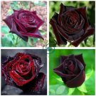 Red Black Rare Rose Plant Seedling Garden   100 Seeds