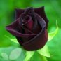 Red Black Rare Rose Plant Seedling Garden   100 Seeds