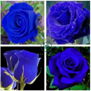 Purple Blue Rose Big Flowering Plants Strong Fragrant Dazzling Garden Flower 100 Seeds
