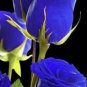 Purple Blue Rose Big Flowering Plants Strong Fragrant Dazzling Garden Flower 100 Seeds