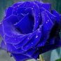 Purple Blue Rose Big Flowering Plants Strong Fragrant Dazzling Garden Flower 100 Seeds