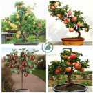 Red Sweet Bonsai Apple Tree Fruit Organic 20 Seeds