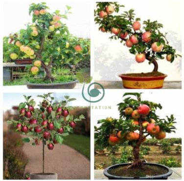 Red Sweet Bonsai Apple Tree Fruit Organic 20 Seeds