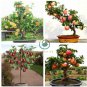 Red Sweet Bonsai Apple Tree Fruit Organic 20 Seeds