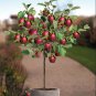 Red Sweet Bonsai Apple Tree Fruit Organic 20 Seeds