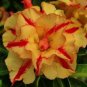 Rosy Adenium Obesum Siam Yellow Desert Rose Flowers 4 Seeds