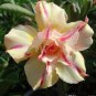 Rosy Adenium Obesum Siam Yellow Desert Rose Flowers 4 Seeds