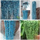 Pearl Chlorophytum Bonsai Mixed Colors 400 Seeds