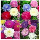 Powder Puff Aster Mix Callistephus Chinensis Flower  60 Seeds
