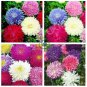 Powder Puff Aster Mix Callistephus Chinensis Flower  60 Seeds