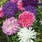 Powder Puff Aster Mix Callistephus Chinensis Flower  60 Seeds