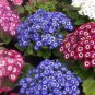 Cineraria Hybrida Royalty Mixed Flower Annual Shade 60 Seeds