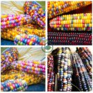 Rare Heirloom Sweet Rainbow Corn Hybrid   40 Seeds