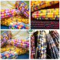 Rare Heirloom Sweet Rainbow Corn Hybrid   40 Seeds
