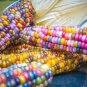 Rare Heirloom Sweet Rainbow Corn Hybrid   40 Seeds