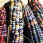Rare Heirloom Sweet Rainbow Corn Hybrid 40 Seeds