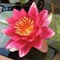 Purely Red Nelumbo Nucifera China Beautiful Lotus Pad Flower Pond 2 Seeds