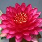 Purely Red Nelumbo Nucifera China Beautiful Lotus Pad Flower Pond 2 Seeds