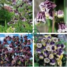 Rare Double Pleat Blackberry Columbine 40 Seeds