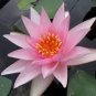 Justin Pink Water Lily Nymphaea Flower 2 Seeds