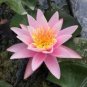 Justin Pink Water Lily Nymphaea Flower 2 Seeds