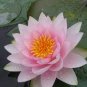 Justin Pink Water Lily Nymphaea Flower 2 Seeds