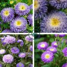 Callistephus chinensis China Aster Duchess Blue Ice Annual 100 Seeds