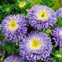 Callistephus chinensis China Aster Duchess Blue Ice Annual 100 Seeds
