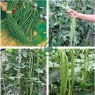 Chinese Green Long Cowpea Vegetable 40 Seeds